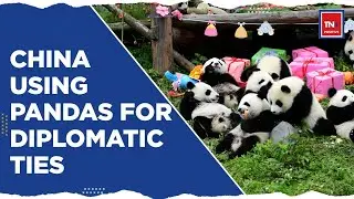 China Panda Diplomacy | All About China&rsquo;s Panda Diplomacy | English News | Positive News