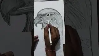 Golden Eagle Drawing step by step 