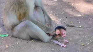 Live: Touching Moment &mdash; Mama Carefully Protects Her Newborn with Love.