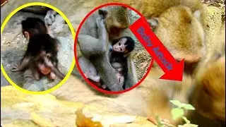 Mother DeeDee Confronts to Protect Her baby, Why Baby Monkey Delena attacked by Kari and Marria