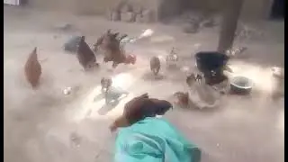 Chickens = Joy and Hope: Global Peace Worker's Work with Life Rights Kenya