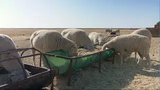 Day of Celebration 2018 | New Era Commercial Farmer of the Year