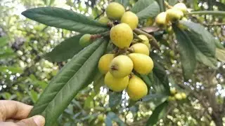 Visit to Loquat orchard (Eriobotrya japonica) Natural Mulch #Loquat fruit harvesting #cultural pract