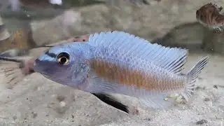 Labeotropheus trewavasae sp. Thumbi point. A rare, beautiful variety among the lake Malawi cichlids.