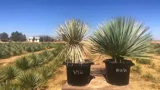Sustainable Farm Raised Yucca -versus- Wild Dug Yucca