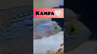 Kamfa Flowerhorn❤️🔥#shorts