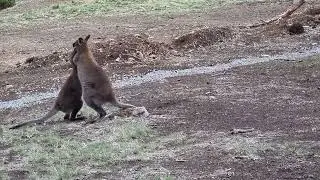 Bennets Wallaby, mother and joey