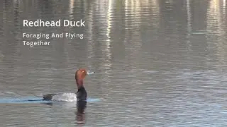 Redhead Duck - Foraging And Flying Together