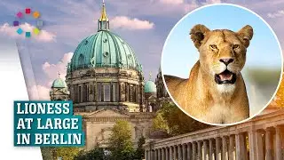 Astounding footage of wild lioness in Berlin