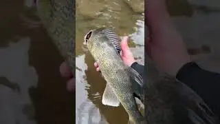 Nice PA Walleye Release! #troutfishing #fishing #fishermen #fishingvideo #outdoors #trout #patrout
