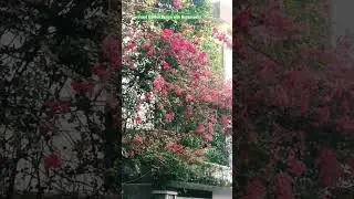 Front Garden Design with Bugenvaelia flowers tree. #shorts #share #subscribe #status #viral .