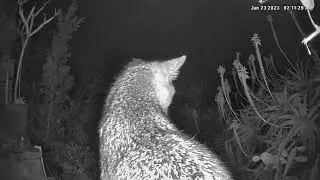 Gray fox close up, Mission Hills, San Diego, CA