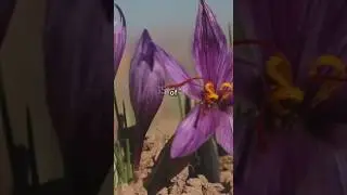 Saffron's the most costly spice in the world? #saffron #spices #cost #plant #farming #saffronpowder