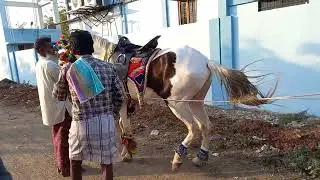 GURRALA CHAWADI CHILAKALURIPET 786 HORSES 8328432996