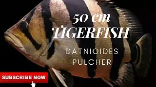 Datnioides pulcher, The Siamese tigerfish 50 cm||video by @agsirwnbachtiar||falcon aquarium services