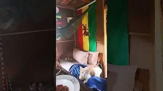 WoW! inSiDe a TiNY Tree HoUsE oFFgRiD JaMaiCa oN a RaiNy DaY #rasta #offgrid #jamaica #nature #asmr