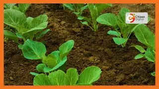 | KENYA'S GOLD | Mixed Farming [Part 2]