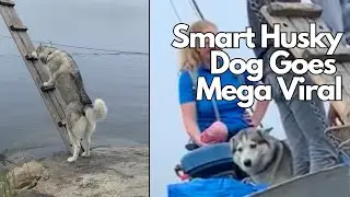 Smart Husky that climbs ladder to board boat GOES MEGA VIRAL!