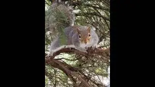 Nervous squirrel sniffs while nodding his head