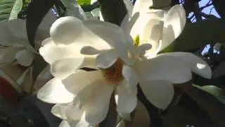 Sweetbay Magnolia: Burlingame.Patch.com