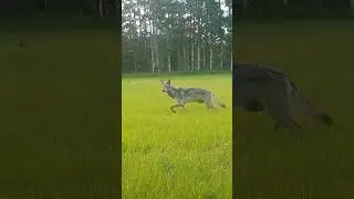 It&rsquo;s Not A Wolf Or A Coyote - It&rsquo;s A COYWOLF! #wildlife #nature #animals #coyote #wolf #coywolf
