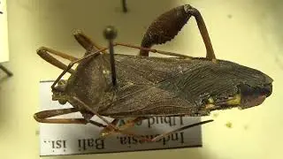 Unusual Tropical bugs from Indonesia: Hemiptera: family Pentatomidae & Coreidae Insects Collection