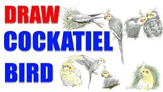 DRAW COCKATIEL BIRD | Realistic cockatiel bird drawing watercolour | Cockatiel bird drawing shading