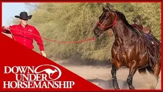 Clinton Anderson: What size halter should I get for my horse? - Downunder Horsemanship