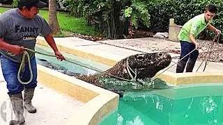 8 MOST UNUSUAL PETS IN THE WORLD