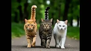 Animation of Your Cat is Super Hero