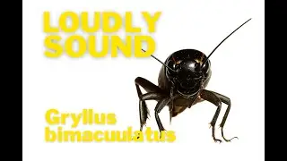 The Loudly Sound of Gryllus bimaculatus