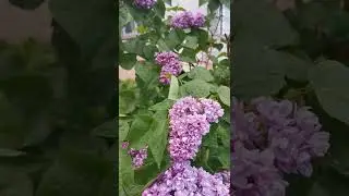Красота Персидской сирени. The beauty of Persian Lilac