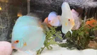 Discus Pouting After Water Change