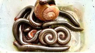 Unexpected Roommates: When a Snail Crashes the Millipedes Party! #insects #nature