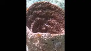 Sea Sponge #sponge #seasponge #underwater #esponja