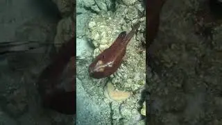 From Coral to Sand: Octopus Color Change & Camouflage in Action 🐙🏝️