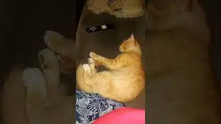 Olha que coisa mais fofa #pets #petsfofinhos #youtubeshorts #humor #cat #gatos #fofura #gatinhos
