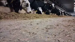 Feeding Cows in the Barn | Real Farm Life & Relaxing Animal Video