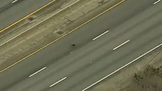 Turkey Crosses Highway During Rush Hour
