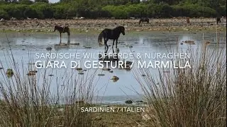 Sardische Wildpferde & Nuraghen - Giara di Gesturi / Marmilla (Sardinien)