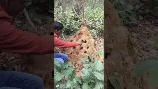 Wildlife sanctuary biology at your fingertips biology  plants classification of plants 