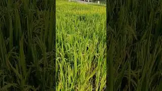 Paddy #wegrowsrilanka #lifestyle #paddy #nature #happiness #reallifesrilanka #srilanka2026 #shorts