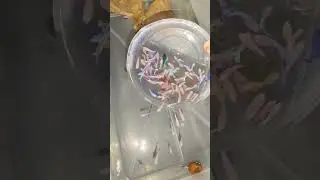 #betta fish #betta breeding #betta fry care #betta fry feed #betta baby