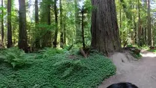 Virtual Redwood Forest Walk (360 degree tour) The Ave of Giants 5