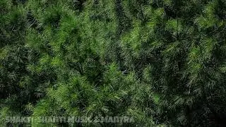 Relaxing Yoga Medley: 432 Hz Frecuency Forest Meditation Stress Relief Internal Focus