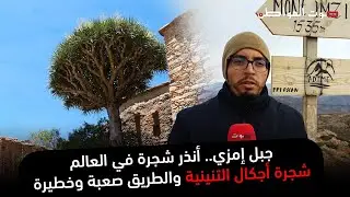 جبل إمزي.. أنذر شجرة في العالم - شجرة أجكال التنينية والطريق صعبة وخطيرة