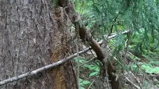 Japanese Giant Hornet Queen Buzzing around in Search of a Safe Nesting Site in Late Spring