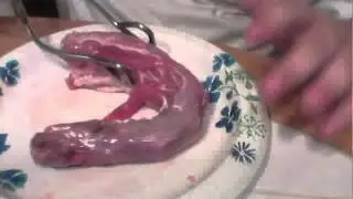 Turkey Anatomy 1