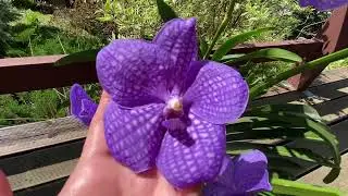 Vanda hybrid (Jairak Blue Classic)💜💙