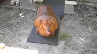 Fat weiner  dog again